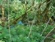 web004