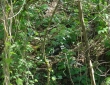 web010