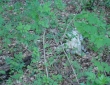 web026