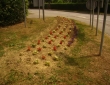 image006